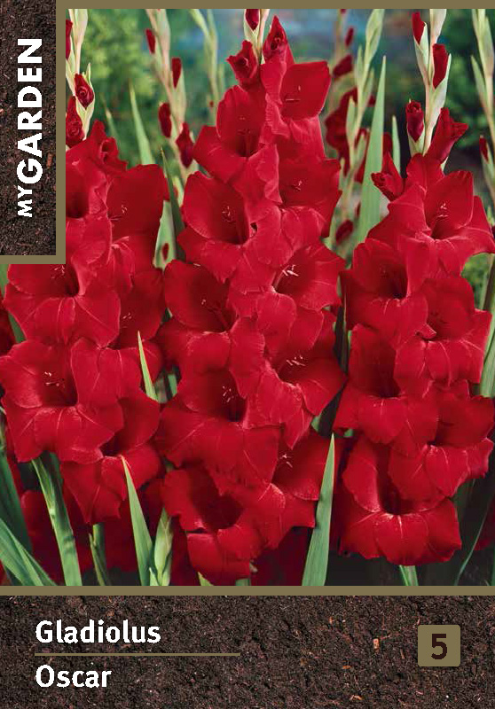 Гладиолус крупноцветковый Оскар